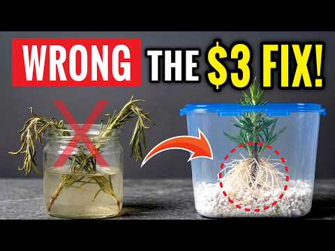 Air Layering Plants — Step by Step