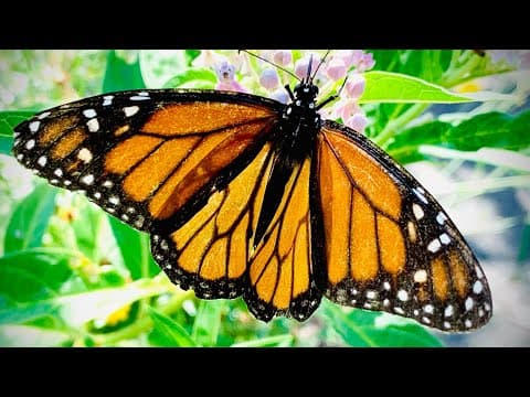 10 TIPS to attract MORE MONARCH Butterflies to your Milkweed Garden