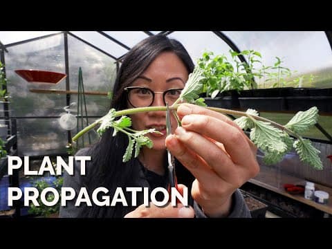 Plant Propagation for Beginners — Full Guide
