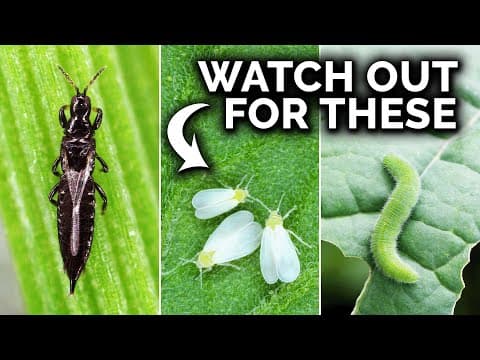 7 Pests You Probably Have In Your Garden (And What To Do)