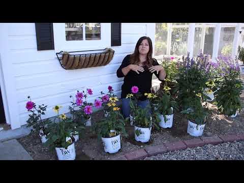 Designing a Pollinator Garden