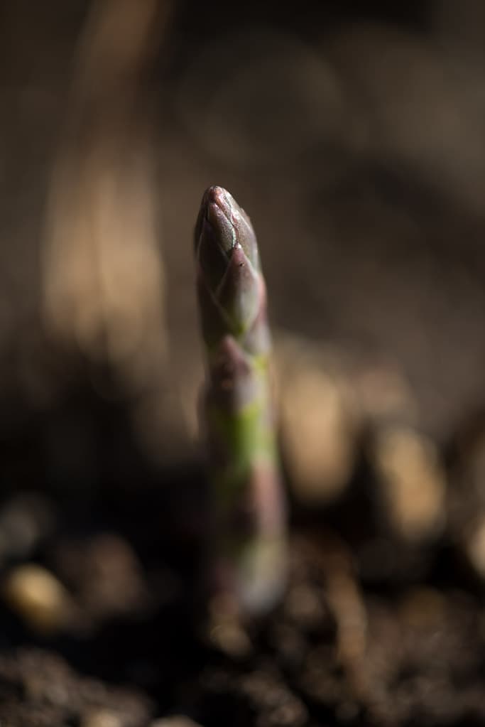 A single asparagus spear emerging from dark spring soil, photographed close-up