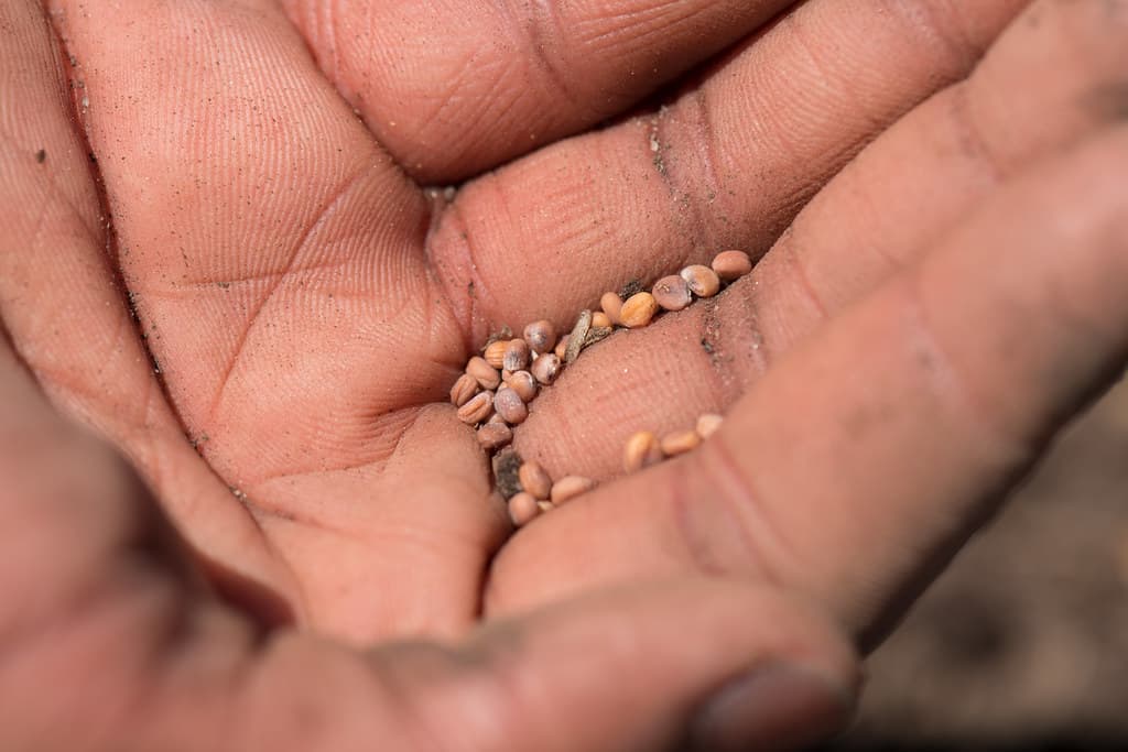 Hands cupped together holding a small collection of garden seeds, soil-dusted fingers