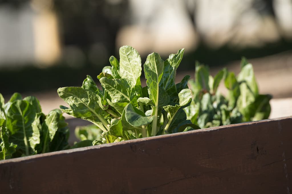 Young spinach leaves growing in a wooden raised garden bed in early spring