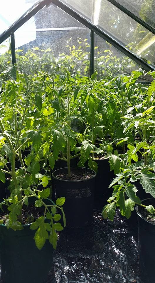 A thriving tomato plant loaded with ripening fruit, staked with bamboo and growing in a raised bed
