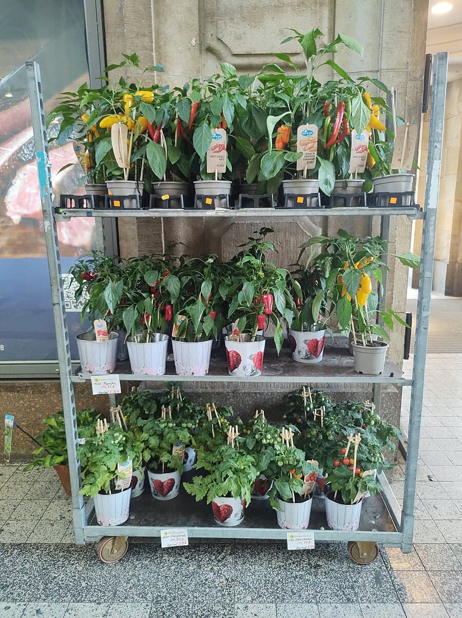 Rows of colorful pepper plants growing in pots at a nursery, showing healthy foliage and fruit