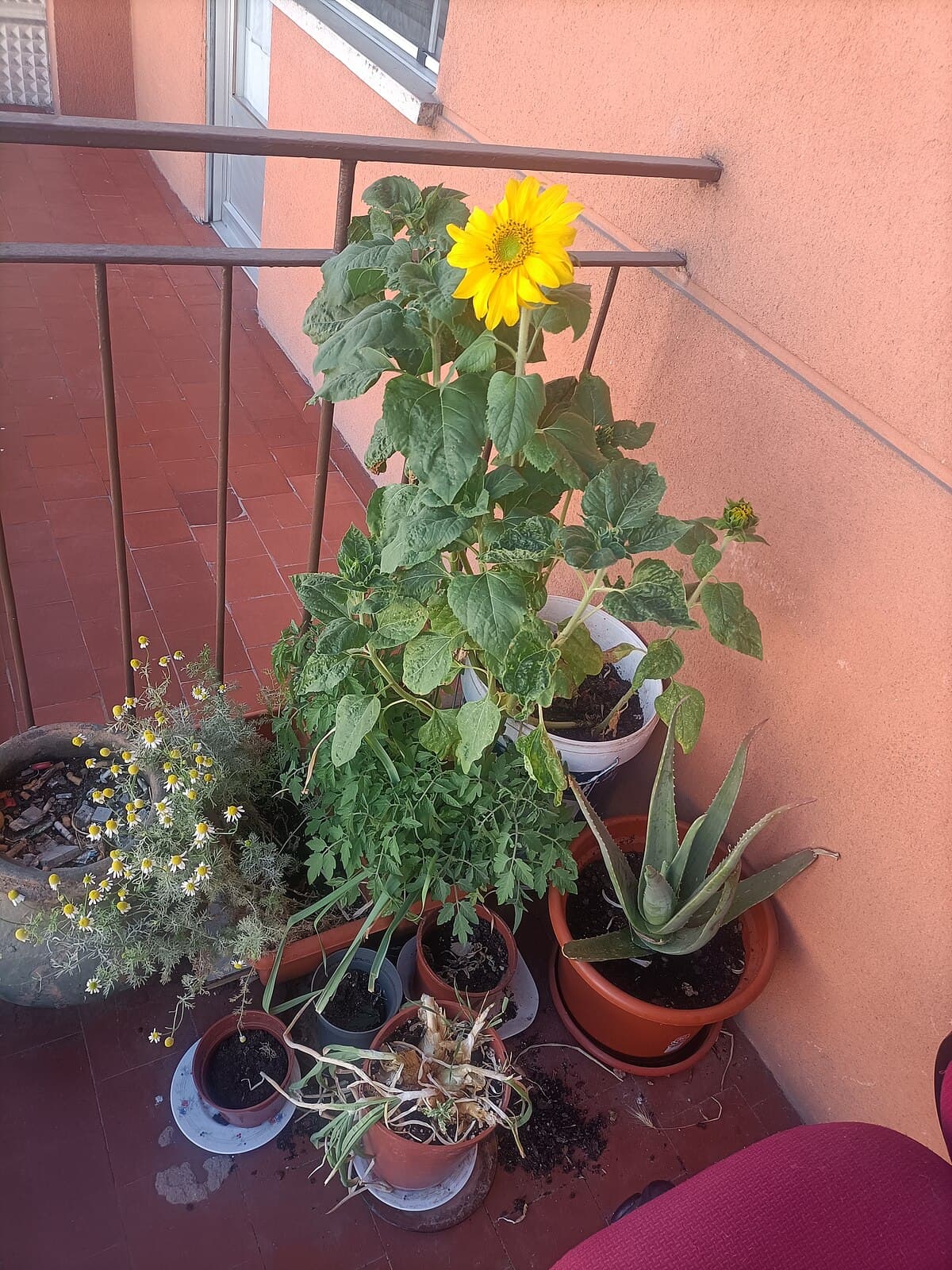 A terrace filled with containers and grow bags planted with tomatoes, peppers, sunflowers, and herbs