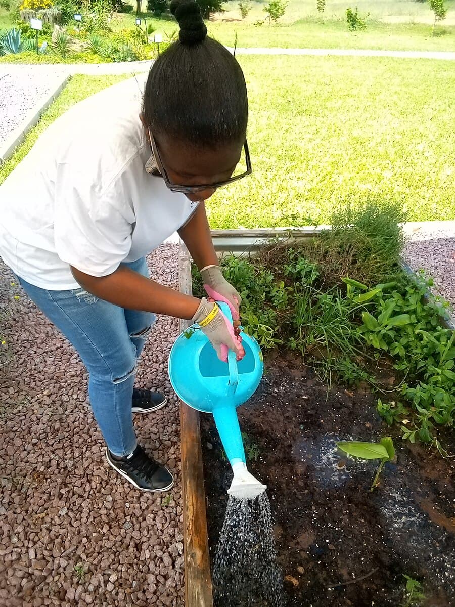 Hands watering green plants growing in pots with a watering can