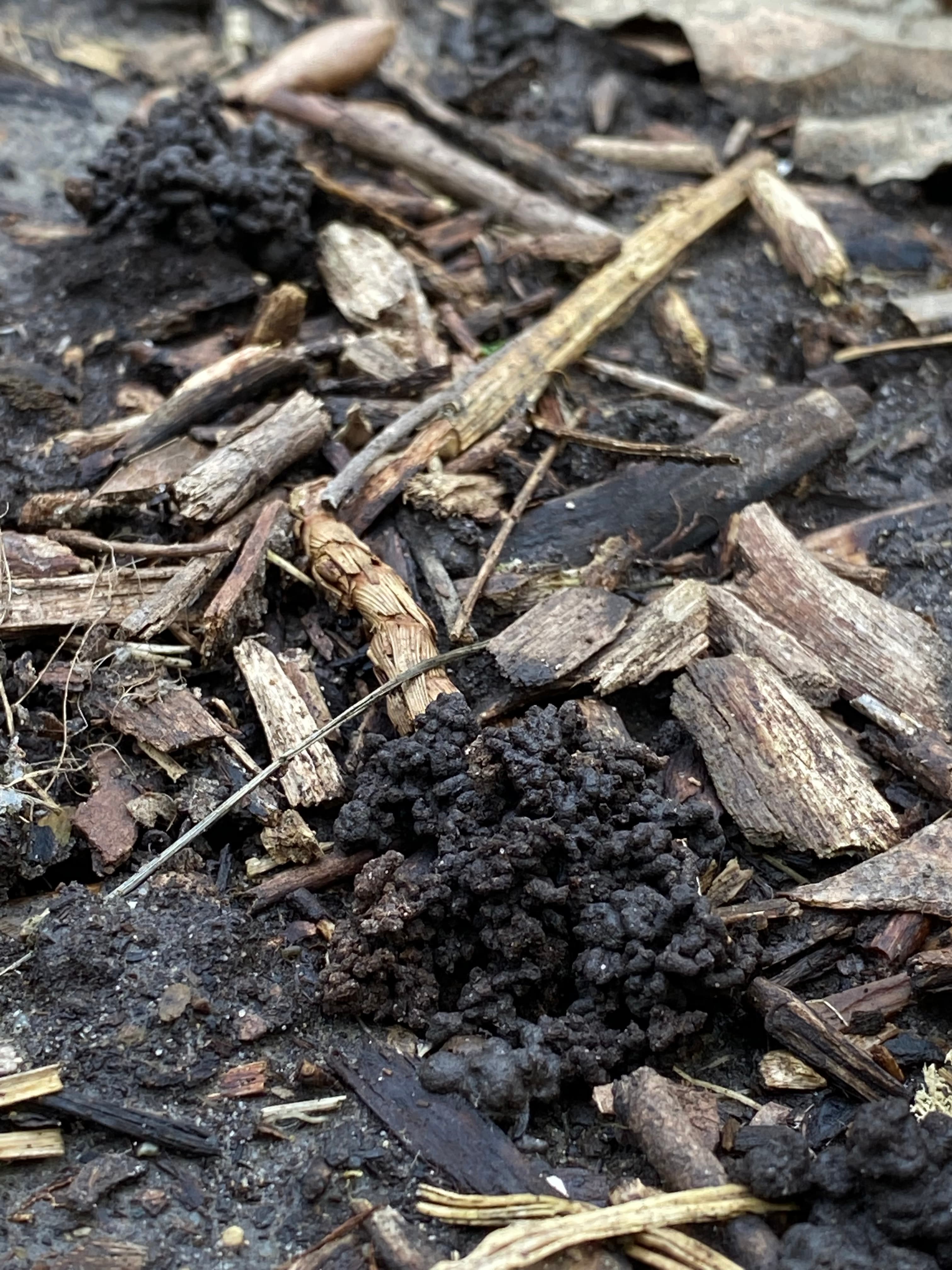 Earthworms moving through dark garden soil