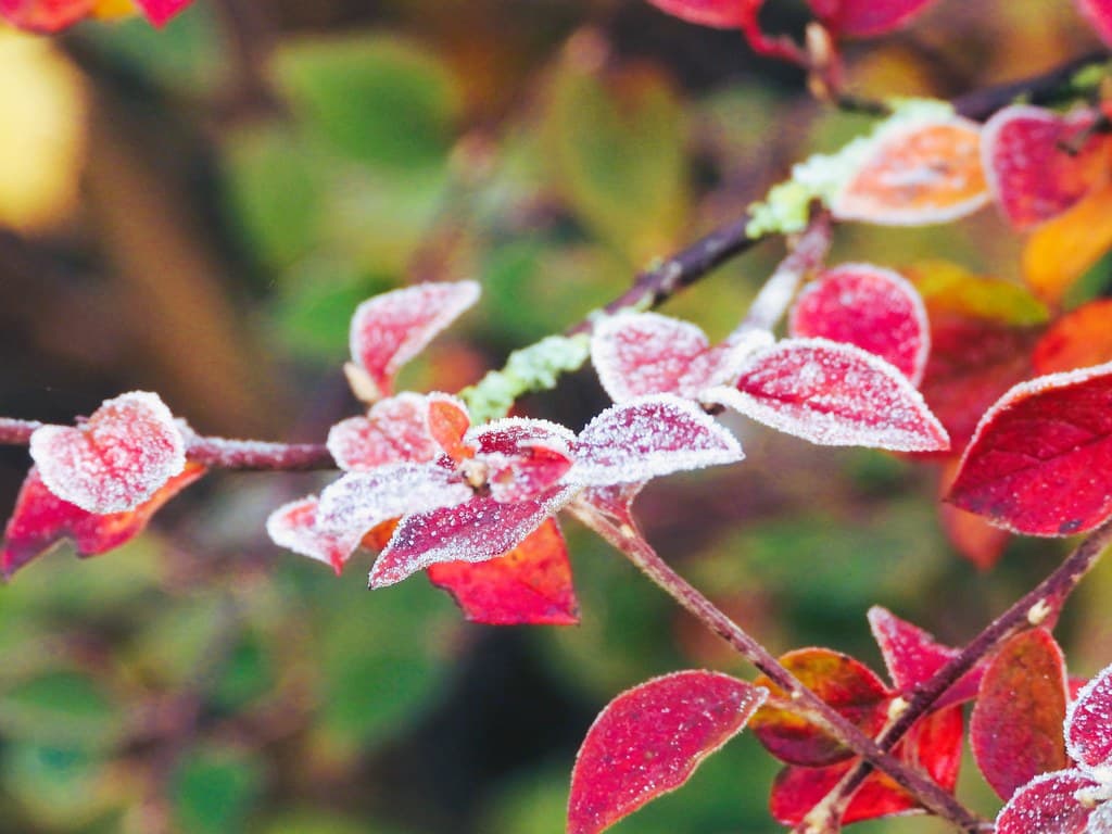 Close-up of autumn leaves covered in a fine layer of frost crystals at dawn
