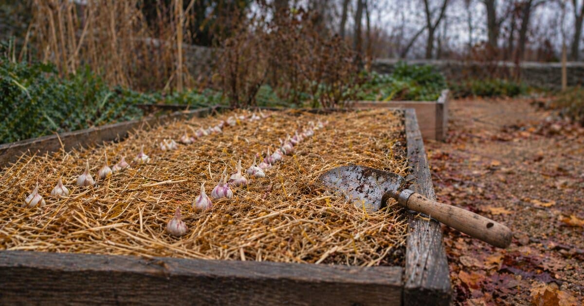 A garden bed covered in straw mulch with garlic planted in rows, surrounded by fall foliage