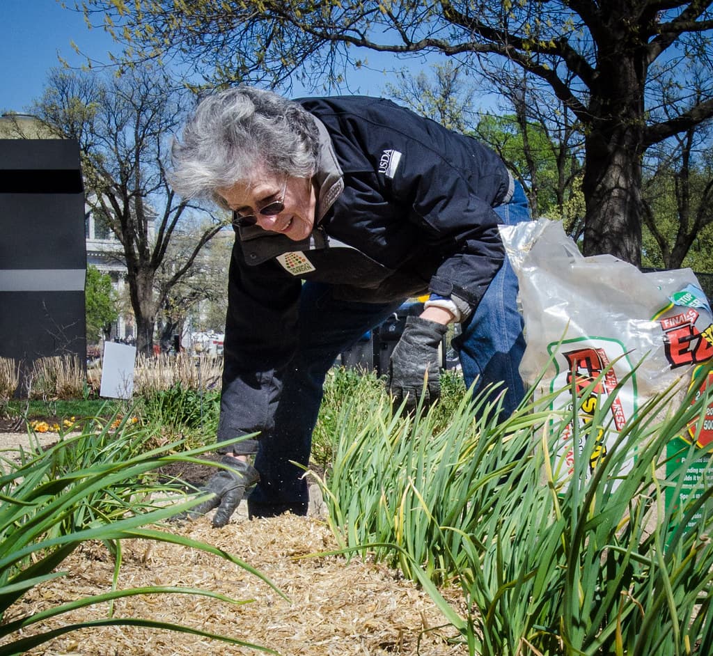 A gardener tending newly-emerged garlic shoots in a straw-mulched garden bed