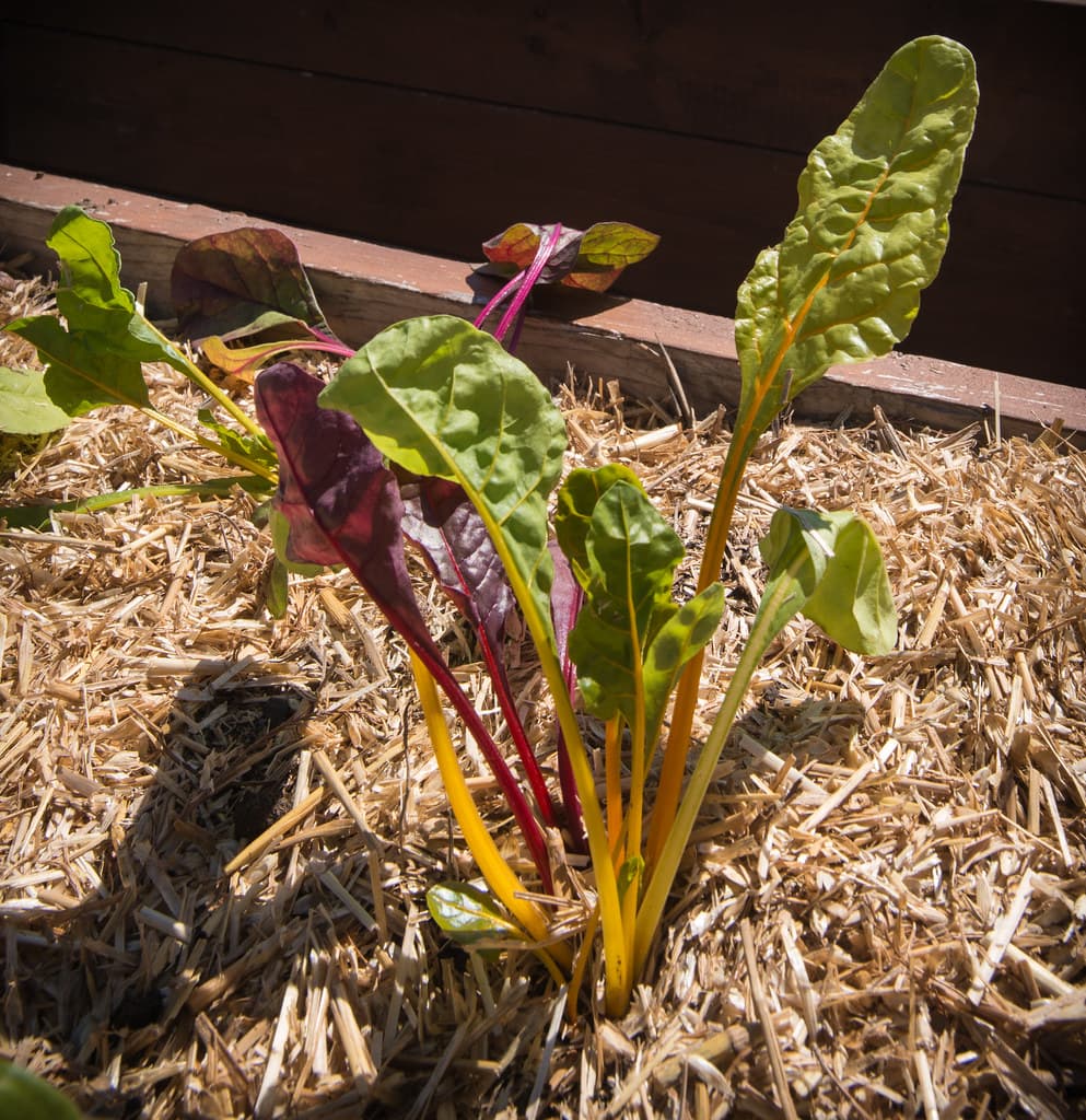 Rainbow chard with vivid red, yellow, and pink stems growing through straw mulch in a raised bed