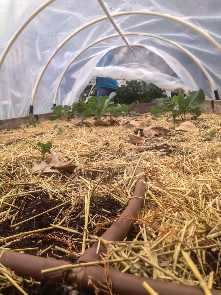 A thick layer of loose straw mulch covering a garden bed with young cold-hardy greens poking through