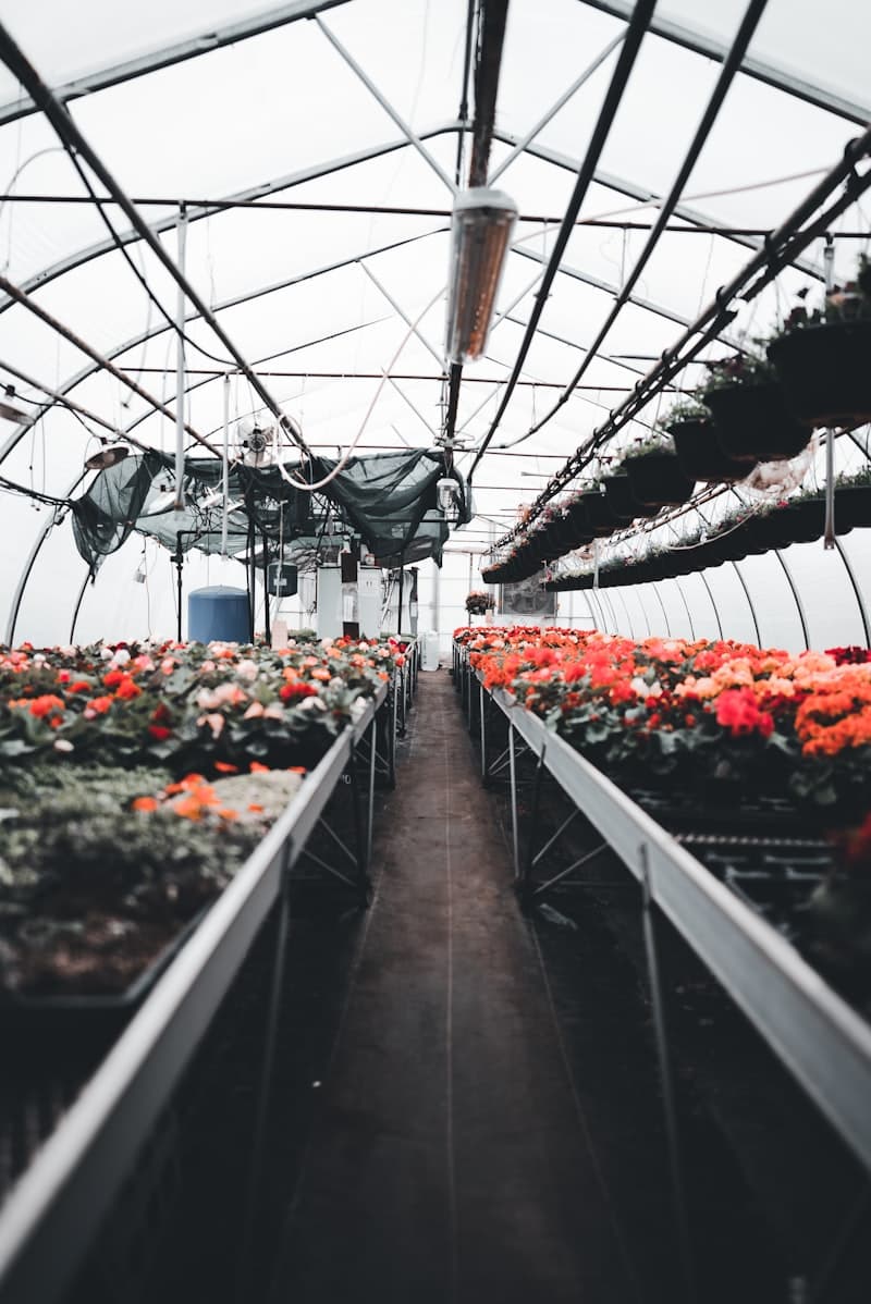 Interior of a greenhouse filled with lush plants growing on tiered benches