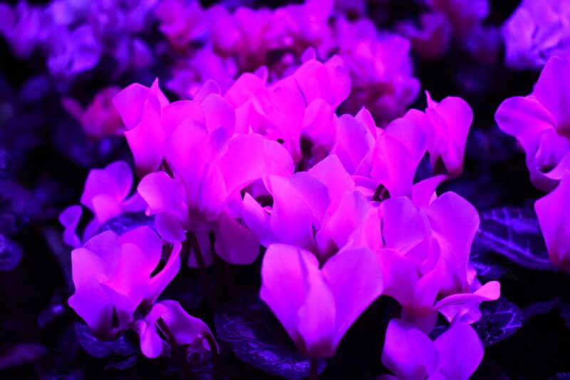 Young herb and vegetable seedlings growing under a full-spectrum LED grow light in a home setup