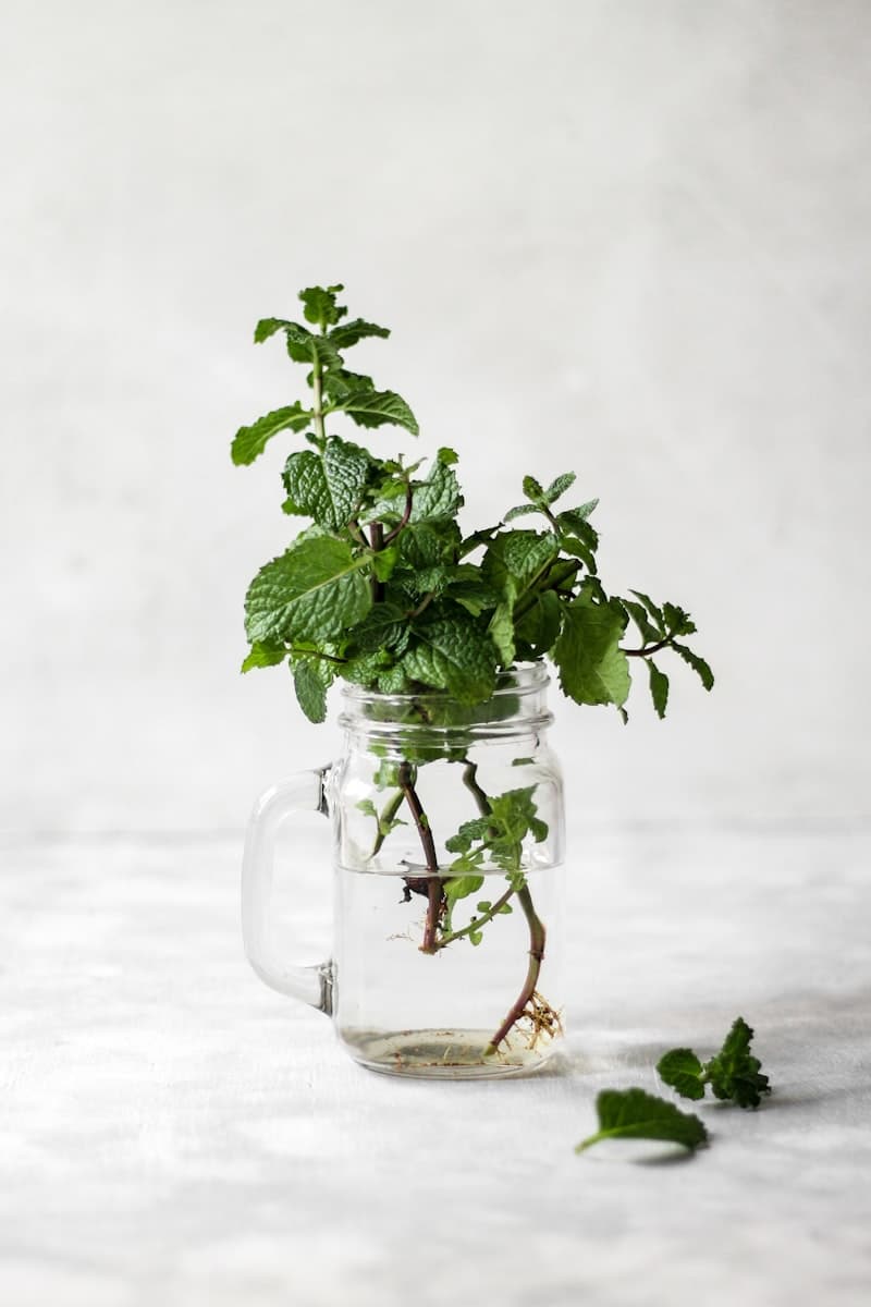 Hands holding scissors about to harvest fresh basil stems just above a leaf node — the correct cut-and-come-again technique