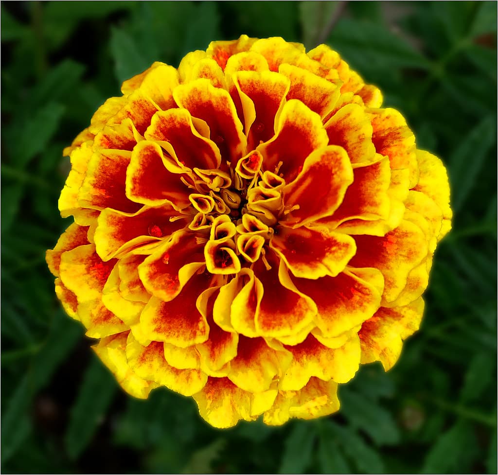 French marigold (Tagetes patula) in full bloom — dense orange and red petals on compact stems