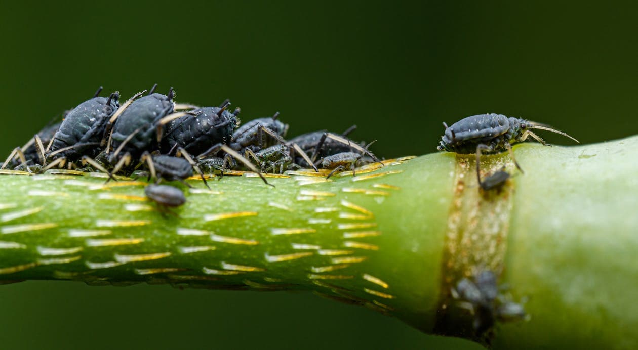 Dense aphid colony clustered on a plant stem