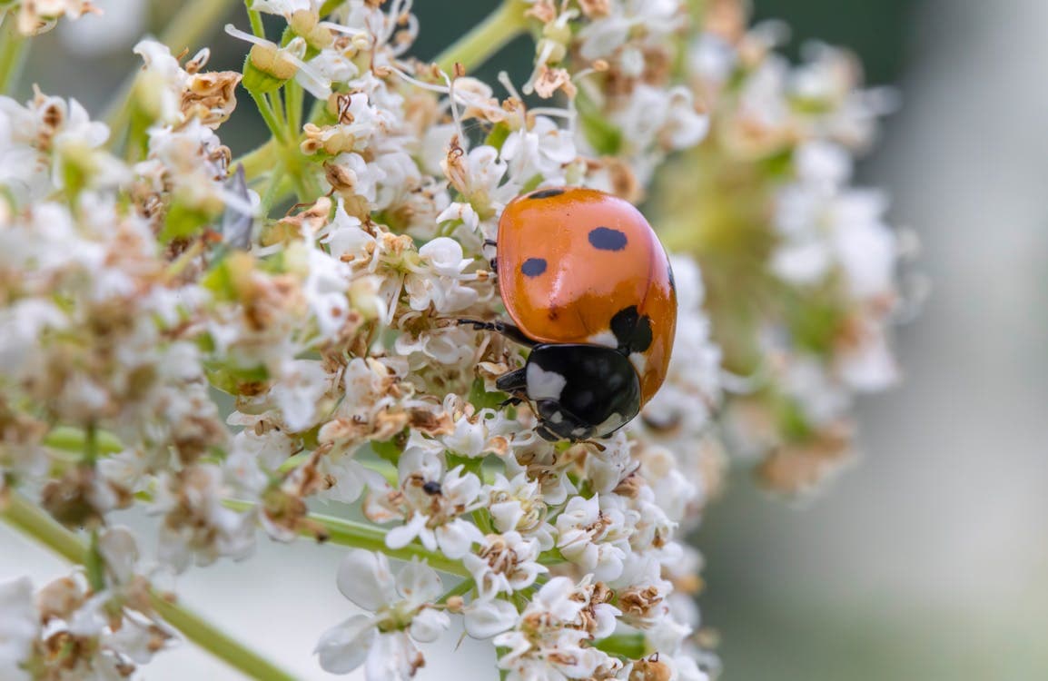 Ladybug and beneficial insects on garden plants controlling pest populations
