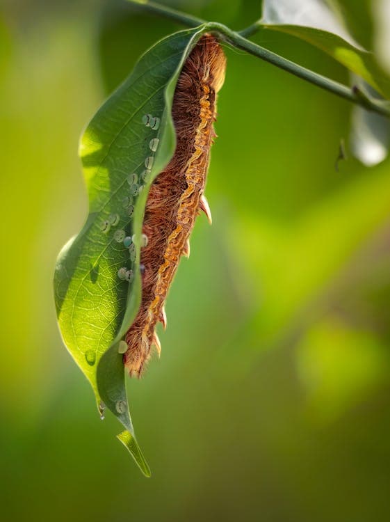 Caterpillar feeding on damaged garden leaves