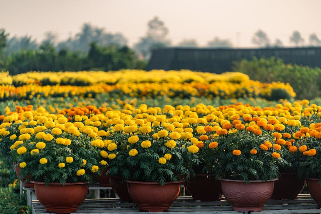 Marigolds planted alongside tomatoes as companion plants for pest control