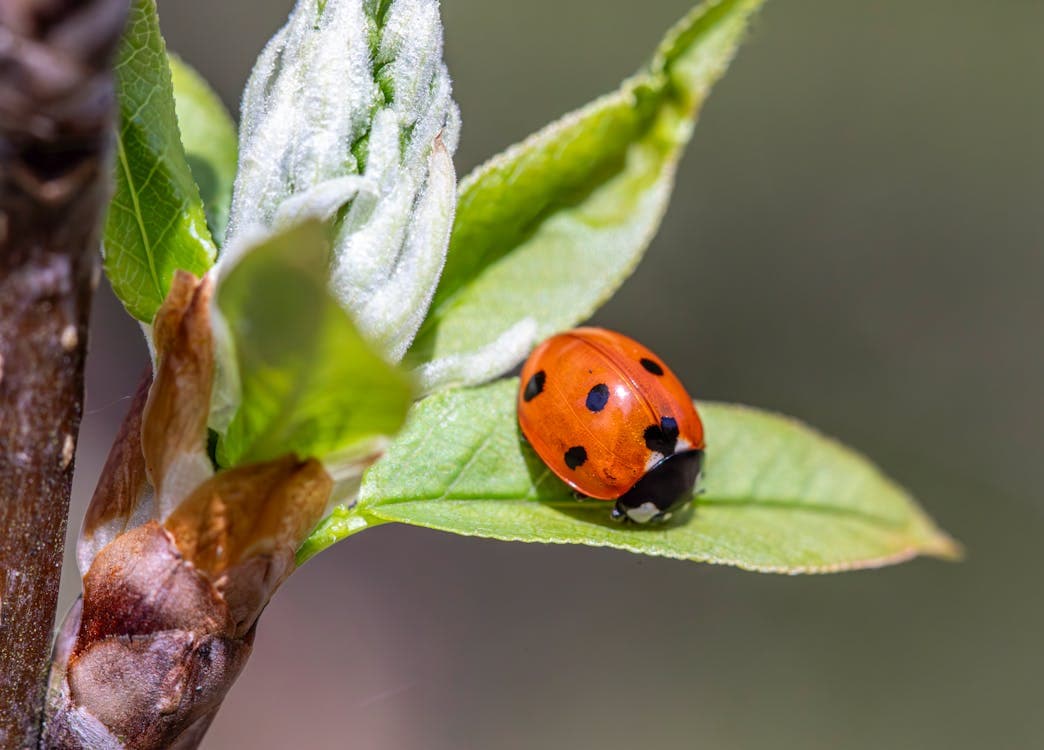Ladybug on a leaf actively eating aphids in a vegetable garden