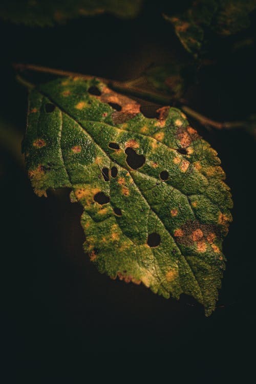 Spider mite webbing visible on the underside of a plant leaf