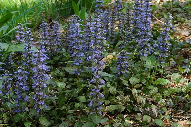 Ajuga bugleweed with blue-purple flower spikes and dark bronze-green foliage