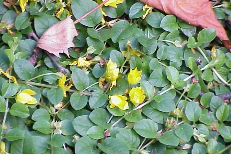Creeping Jenny with bright chartreuse-gold round leaves forming a dense mat near water