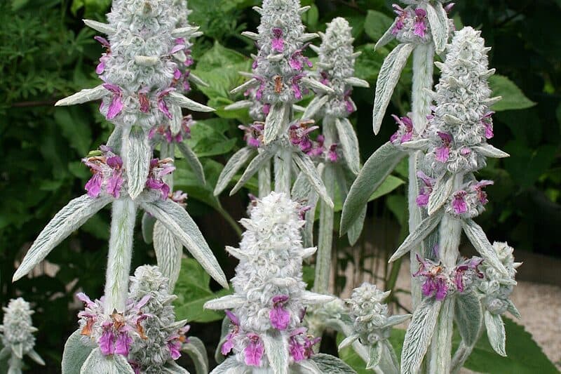 Lamb's ear with thick silver-gray velvety leaves spreading in a formal garden border