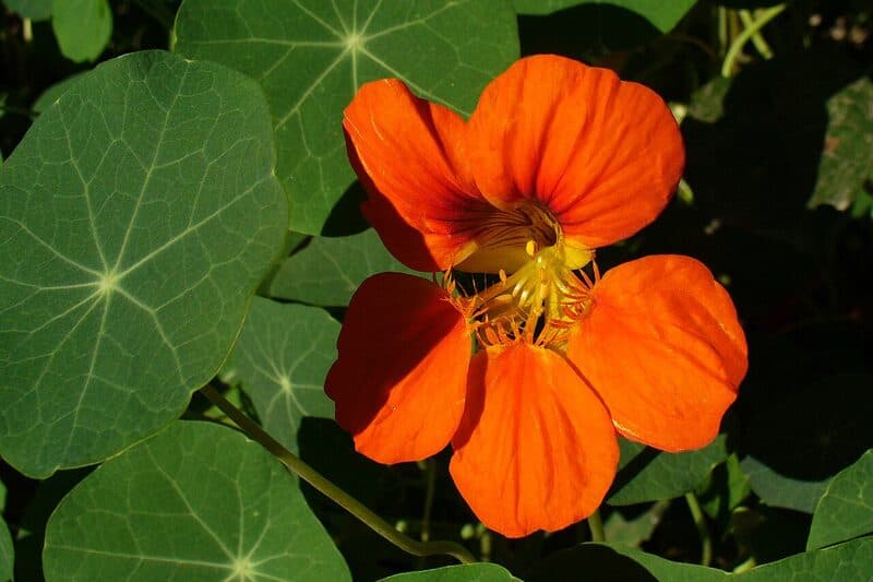 Nasturtiums with bright orange and yellow flowers and round lily-pad leaves spreading across a garden