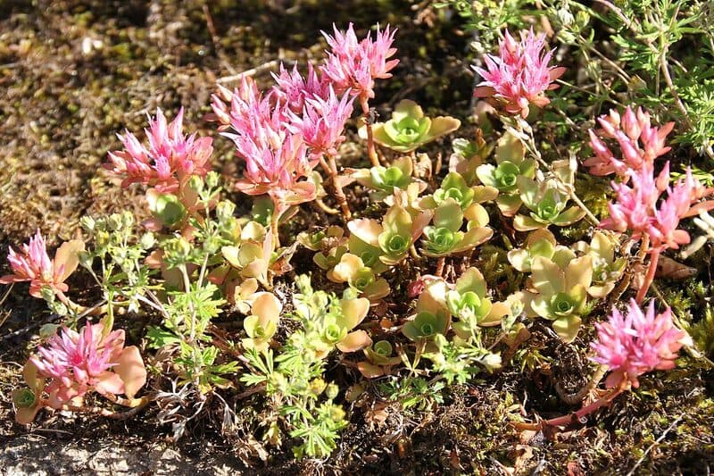 Dragon's Blood sedum with reddish succulent foliage spreading flat across rocky ground
