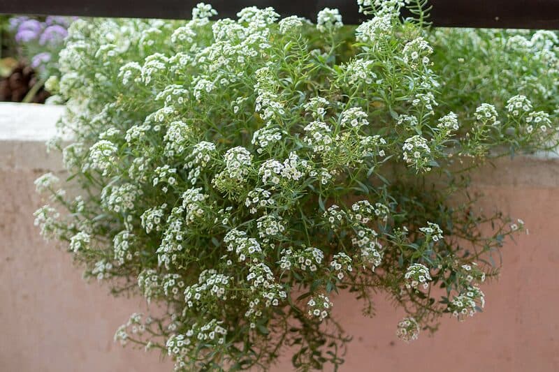 Sweet alyssum with clusters of tiny white flowers forming a fragrant carpet