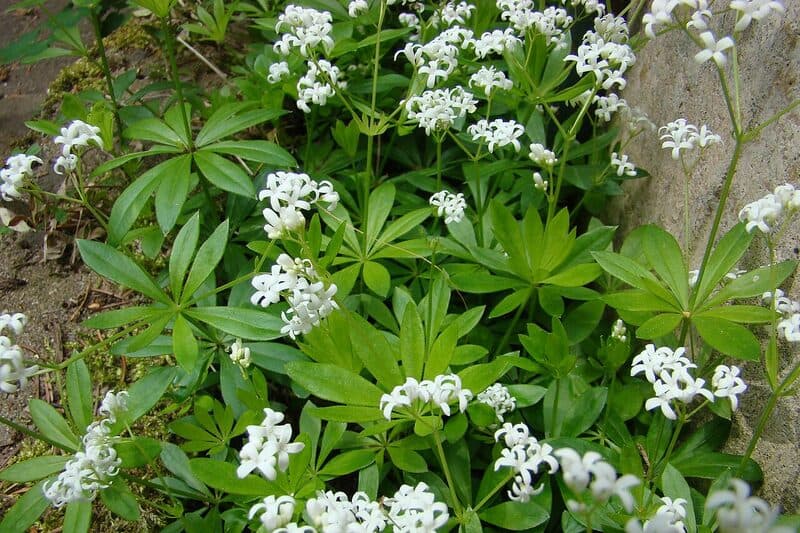 Sweet woodruff with delicate white star-shaped flowers and whorled leaves in shade