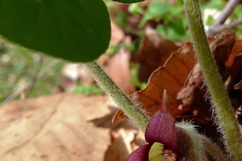 Wild ginger with large glossy heart-shaped leaves forming a low shade-tolerant carpet