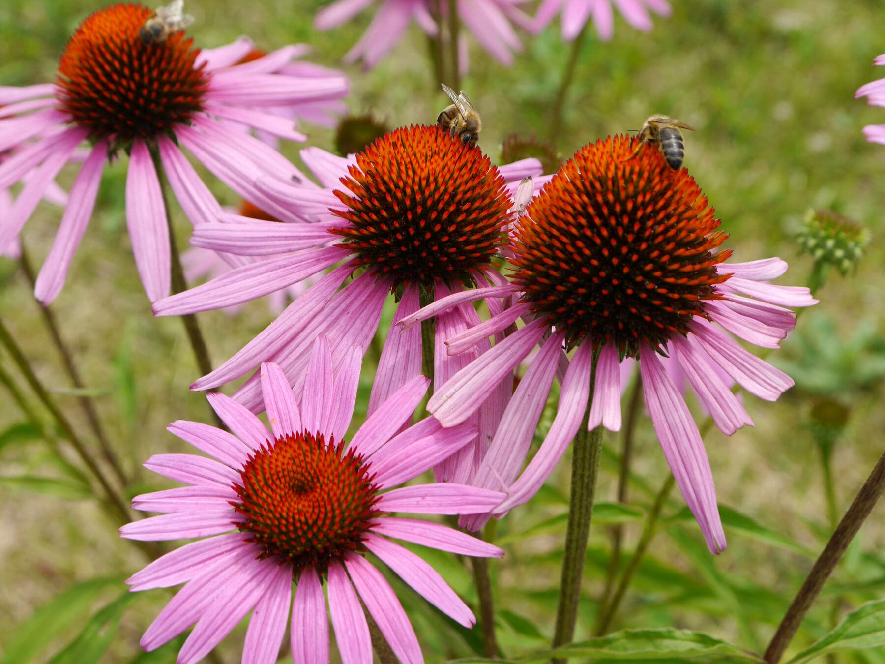 A honey bee on a purple coneflower flower head, gathering pollen