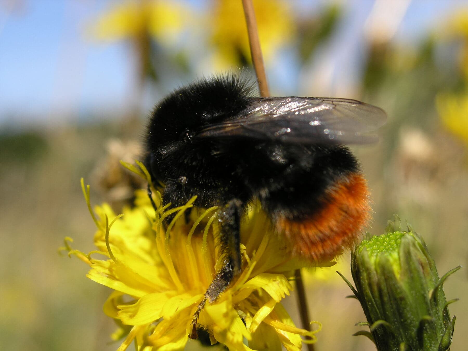 A bumblebee gathering pollen on a yellow flower