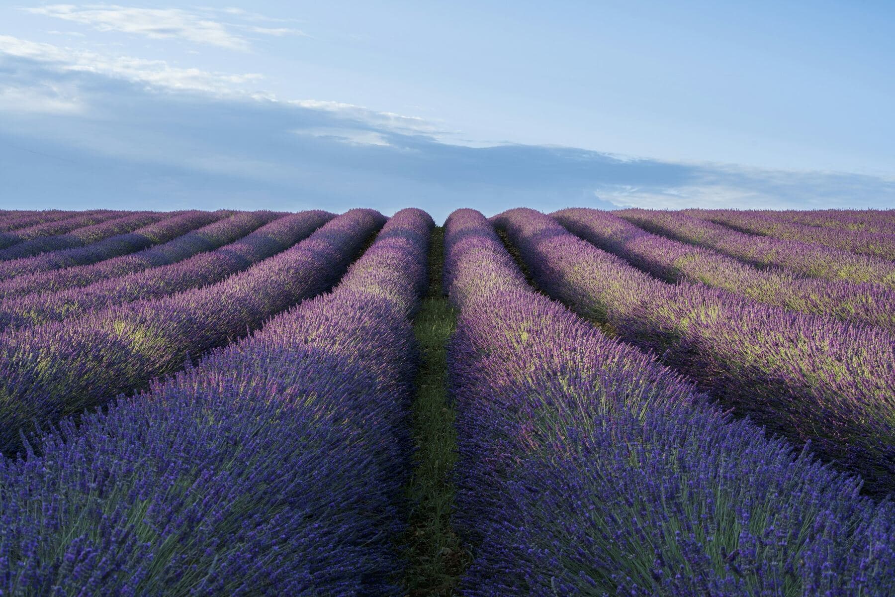 Long parallel rows of dense lavender planted as a single-species mass planting under a blue sky