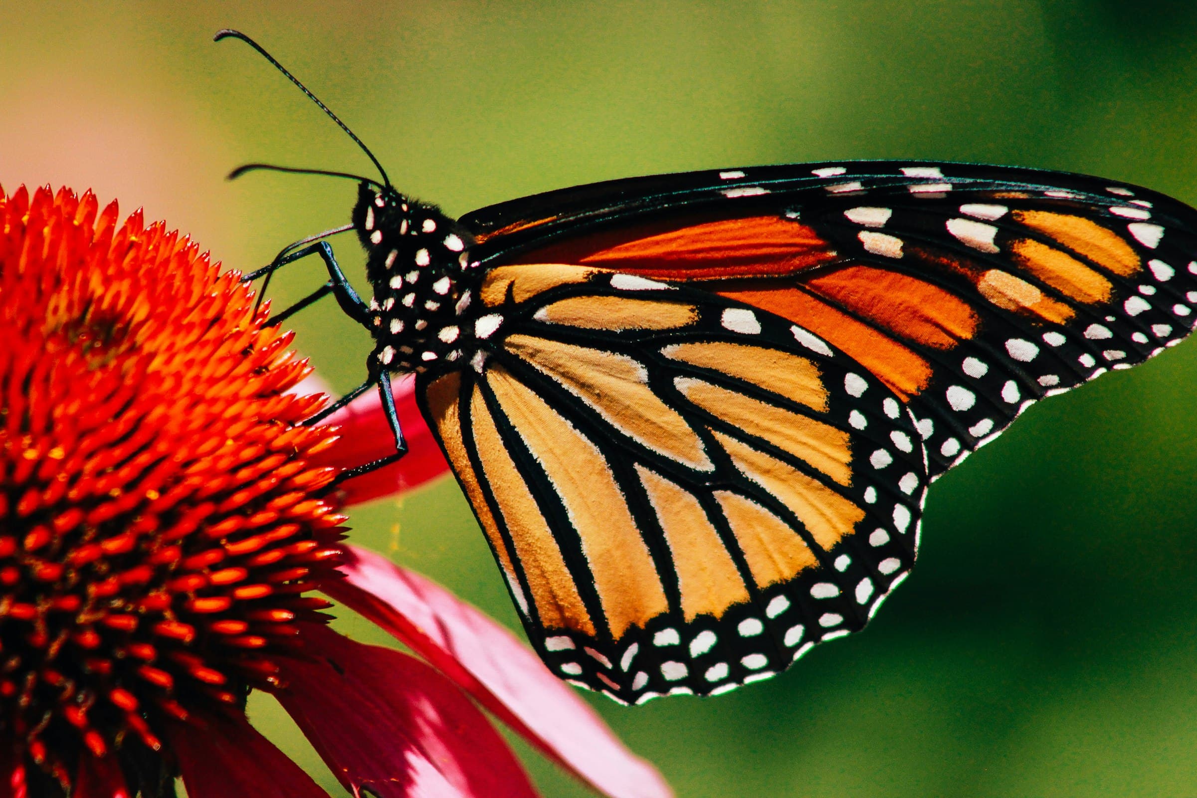 A monarch butterfly resting on a red coneflower with bright orange and black wings open