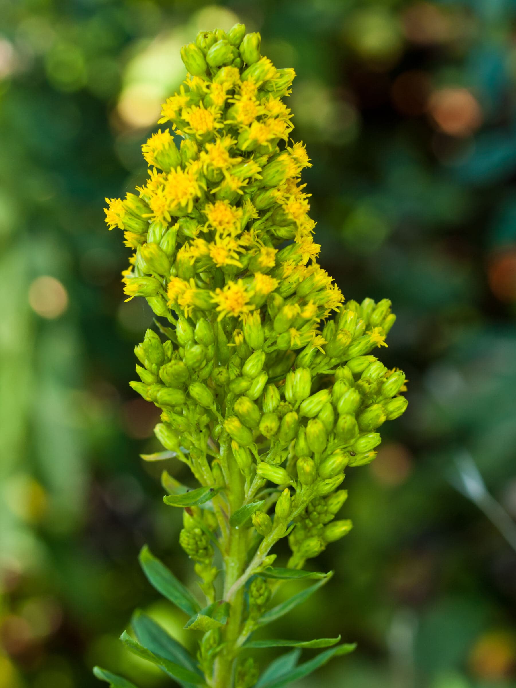 A patch of California goldenrod in full yellow bloom
