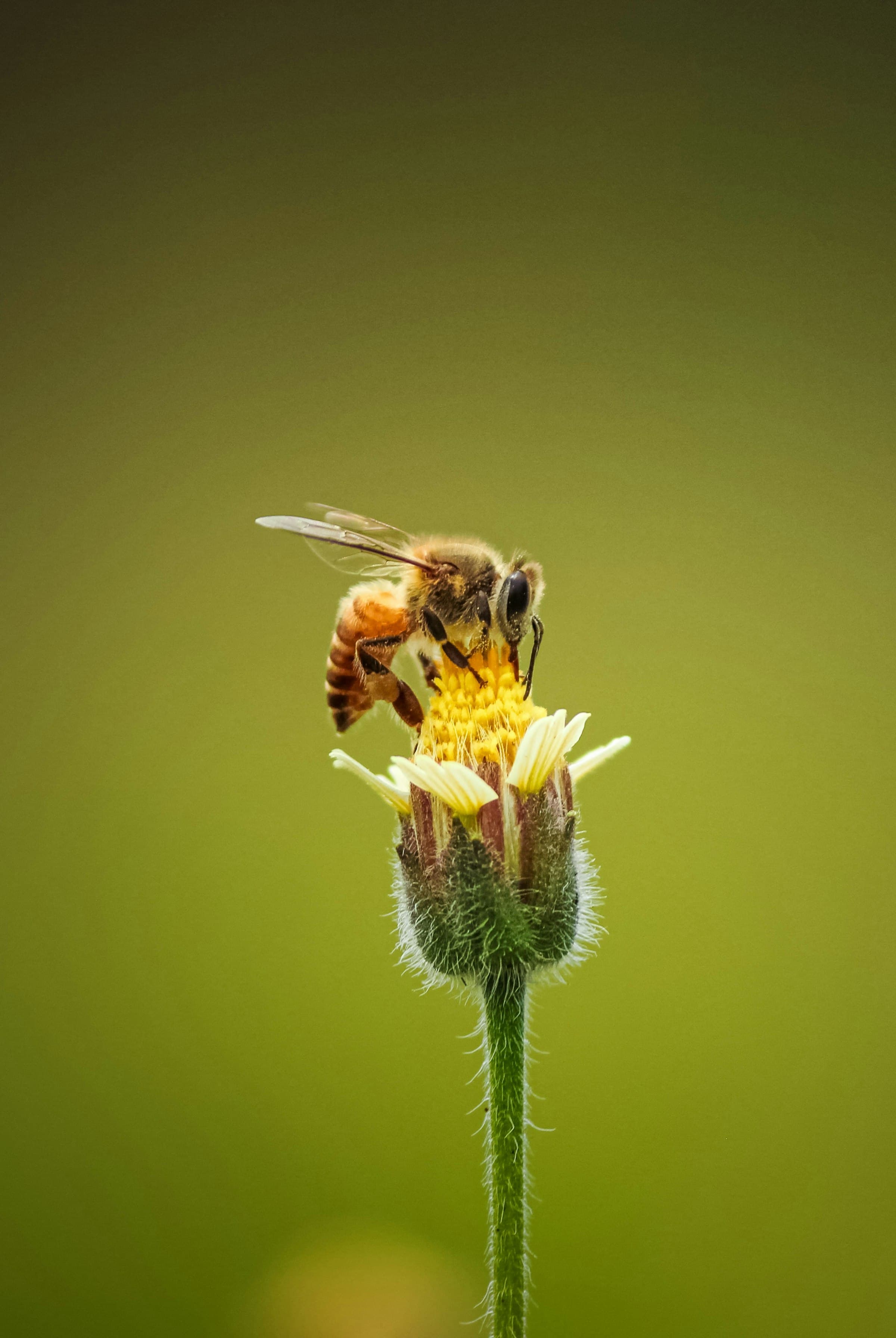 A close-up of a honey bee on a yellow flower