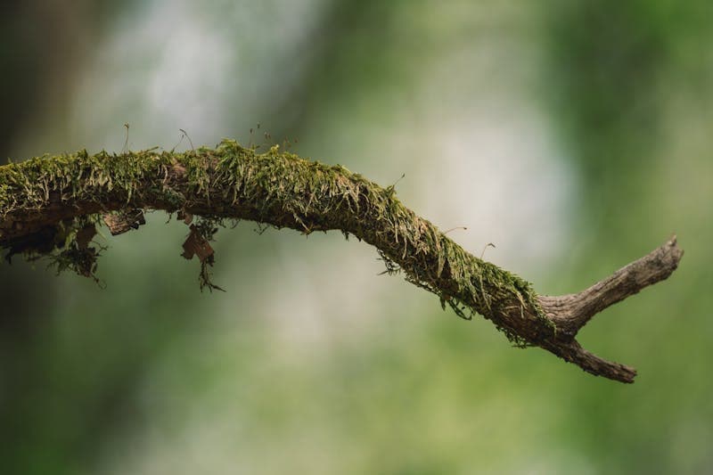 Moss-covered branch wrapped with plastic for air layering