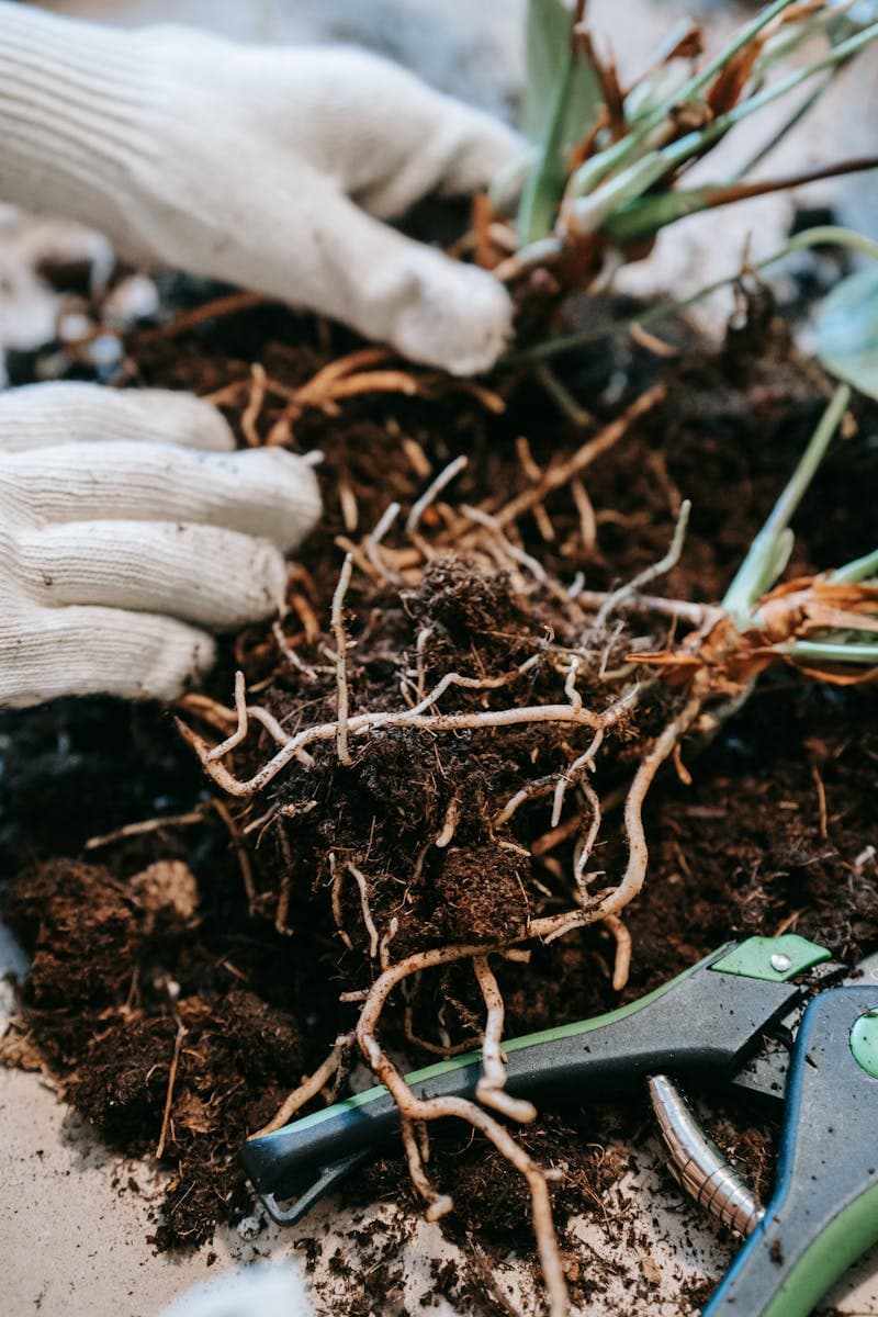Hands removing soil from root ball before division