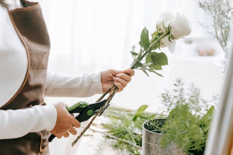 Florist cutting rose stem for grafting preparation