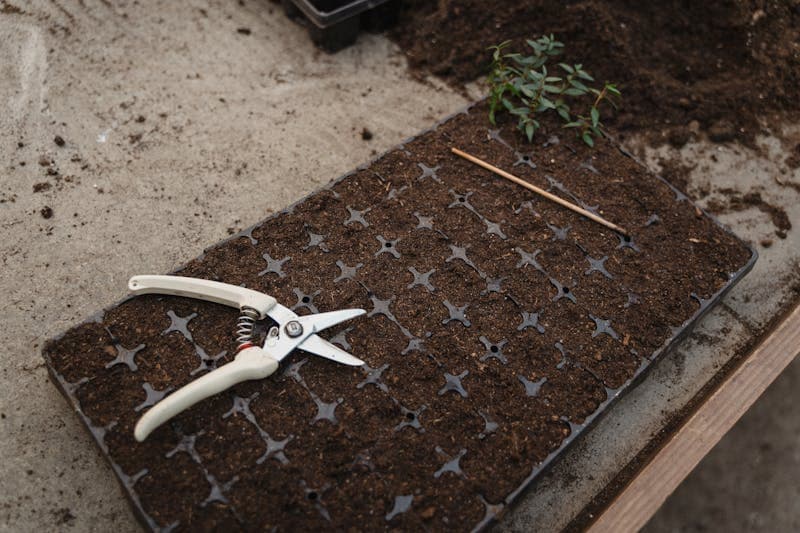Hands pressing a stem cutting into a tray of propagation mix