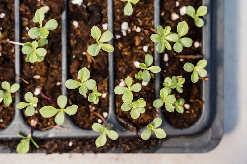 Close-up seedlings emerging from a seed tray