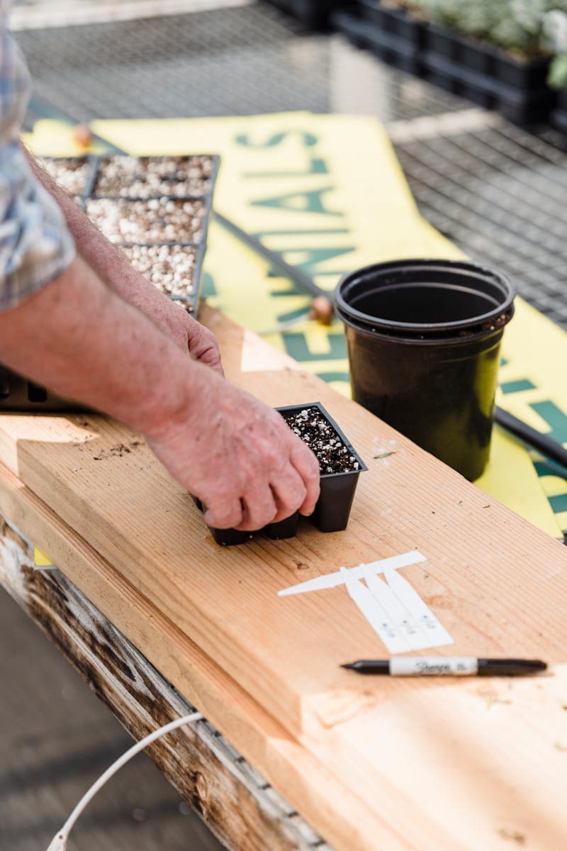 Hands placing soil into a propagation tray