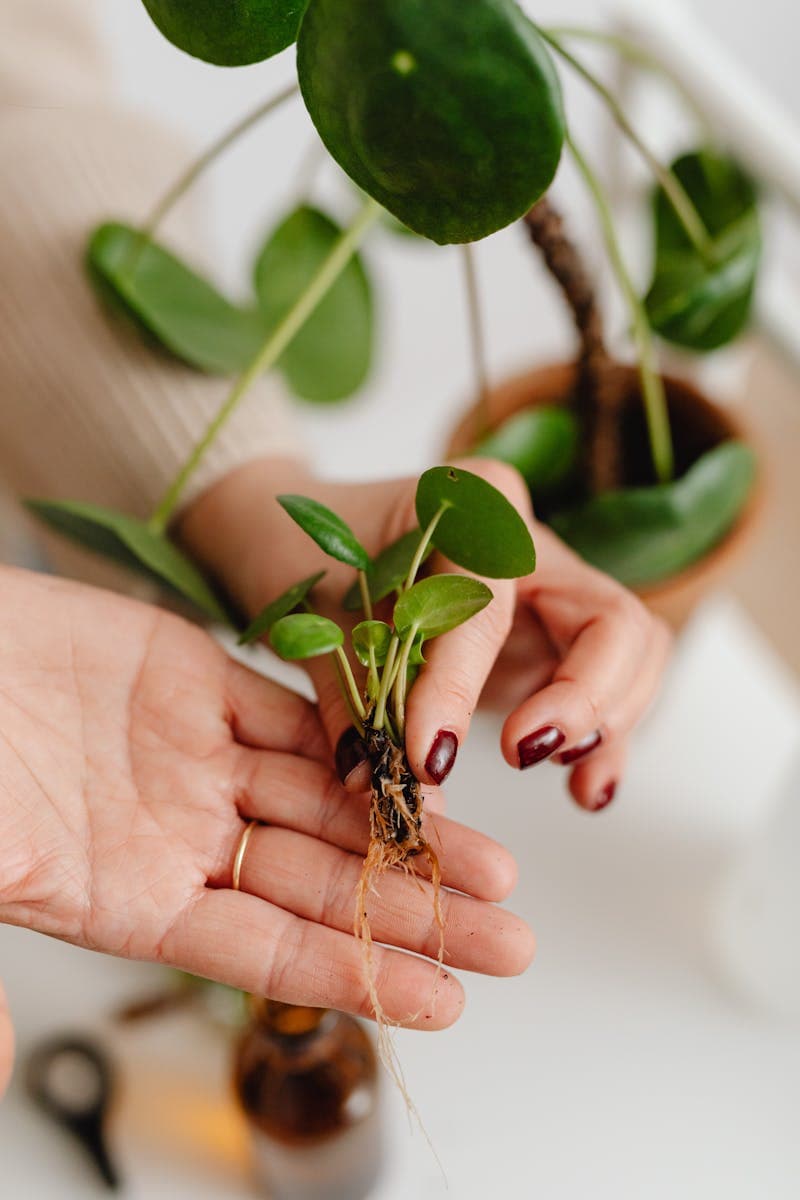 Person holding a rooted stem cutting showing new root development