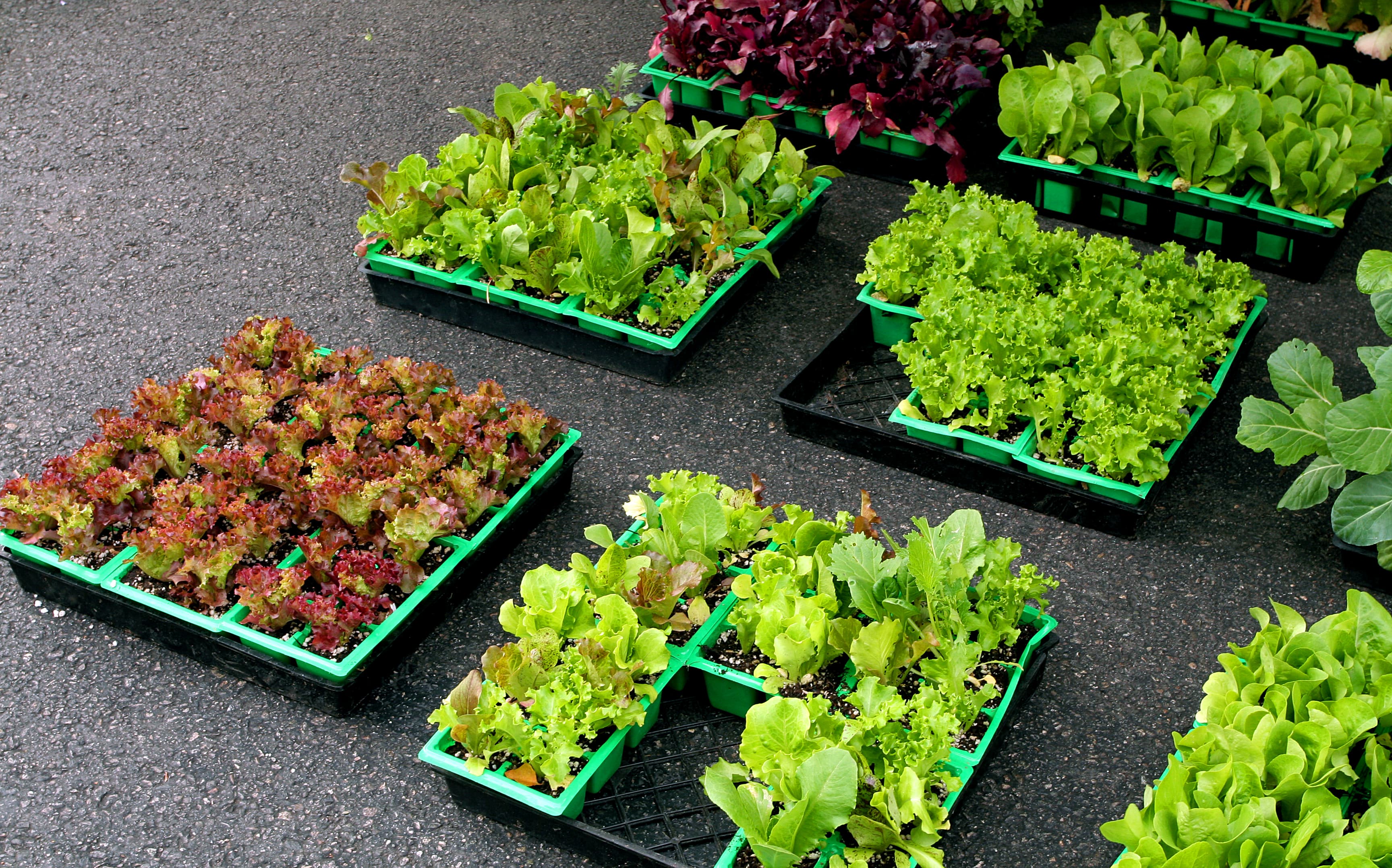 Lettuce seedlings growing in green plug trays, rows of uniform young plants in a greenhouse setting